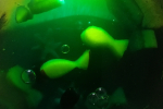 ocean1-1